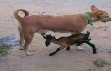 Hukum Anak Kambing Yang Menyusui Anjing