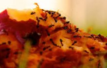 Hukum Mengkonsumsi Serangga Dalam Makanan/ Minuman