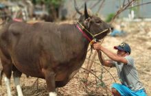 Bolekah Berqurban Untuk Orang Tua Yang Masih Hidup Tanpa Sepengetahuan Keduanya