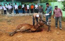 Hukum Menyembelih Hewan Qurban Dari Belakang
