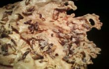 Bagaimana Hukum Memakan Hewan Laron