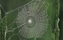 Apakah Hukum Sarang Laba-laba Itu Najis