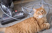 Bagaimana Cara Menghilangkan / Menyucikan Benda Yang Terkena Kencing Kucing