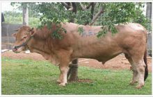 Hukum Qurban Sapi Untuk Banyak Orang