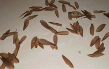 Banyak Laron Mati Ditempat Sujud Saat Sholat Bagaimana Status Sholat Kita