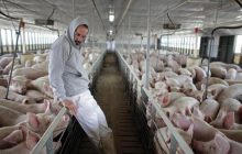 Hukum Mendoakan dan Menerima Uang Usaha Ternak Babi