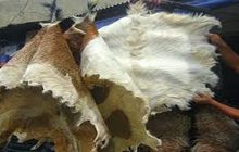 Hukum Menjual Kulit Qurban