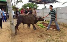 Waktu Penyembelihan Hewan Qurban