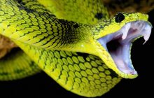 Jin Yang Berubah Bentuk Menjadi Ular