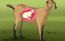 Qurban Hewan Betina Yang Sedang Hamil, Sahkah ?