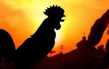 Rahasia Suara Ayam Jantan Berkokok dan Mandi Sebelum Shubuh