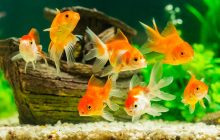 11. Apakah Air Aquarium Yang Berisi Ikan Termasuk Najis?