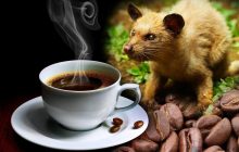 26. Hukum Minum Kopi Dari Kotoran Musang / Luwak