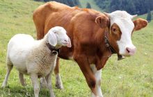 Manakah Yang Lebih Afdhol ? Qurban Secara Kolektif (Sapi/Onta) atau Pribadi (Kambing)  ?