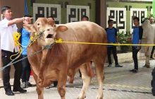 Termasuk Qurban Wajib Atau Qurban Sunnah ?